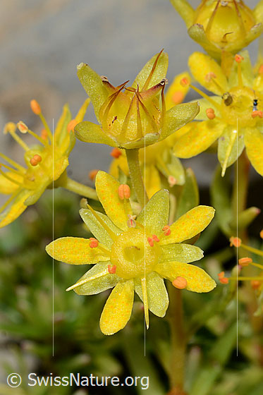 Foto: Bewimperter Steinbrech (Saxifraga aizoides). Blüten. Voll blühend und fast verblüht.