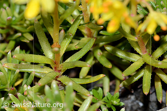 Foto: Bewimperter Steinbrech (Saxifraga aizoides). Bewimperte Blätter.