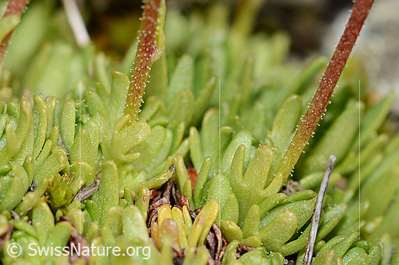 Photo: Saxifraga exarata ssp. Moschata. Leaves and stem.