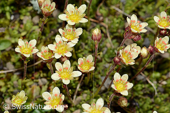 Foto: Moschus-Steinbrech (Saxifraga exarata ssp. moschata). Blüten.
