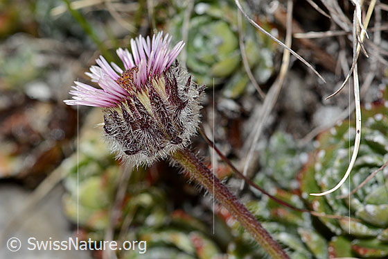Foto: Einköpfiges Berufkraut (Erigeron uniflorus). Blüte und Stängel. Ansicht von der Seite.
