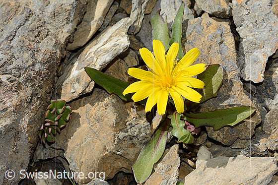 Photo: Leontodon montanus. Whole plant (habiti). View from above.