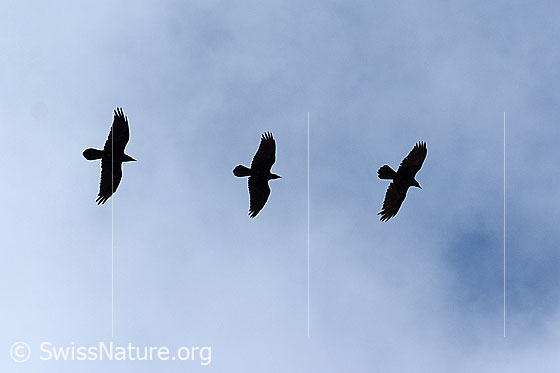 Photo: Three Corvus corax practicing their formation flight. Here one behind the other.