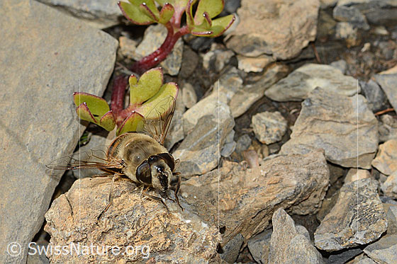 Foto: Mistbiene (Eristalis tenax). Länge 14 - 18mm. Weibchen. Ansicht von schräg vorne.