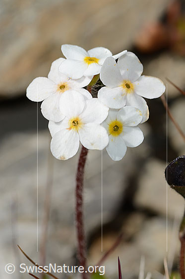 Foto: Bewimperter Mannsschild (Androsace chamaejasme). Blüten und Stängel.