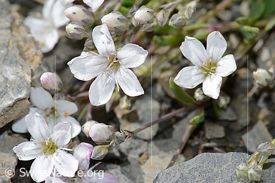 Foto: Kriechendes Gipskraut (Gypsophila repens). Blüten.