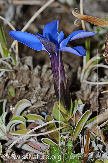 Foto: Schleichers Enzian (Gentiana schleicheri). Ganze Pflanze (Habitus). Ansicht von schräg oben.