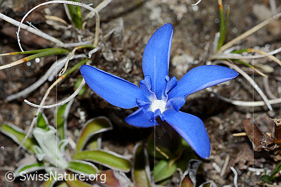 Foto: Schleichers Enzian (Gentiana schleicheri). Blüte. Ansicht von oben.