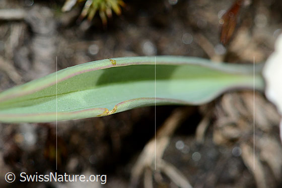 Photo: Ranunculus kuepferi. Leaf.