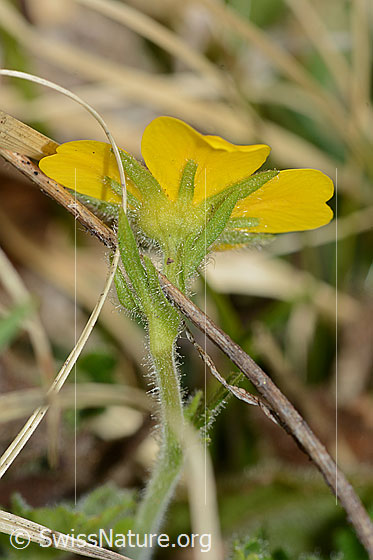 Photo: Geum montanum. Stem and blossom.  View of the blossom from below..