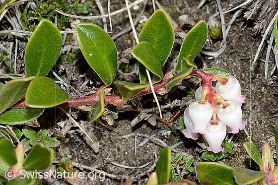 Photo: Arctostaphylos uva-ursi. Trellis shrub. Branch, leaves and blossoms.