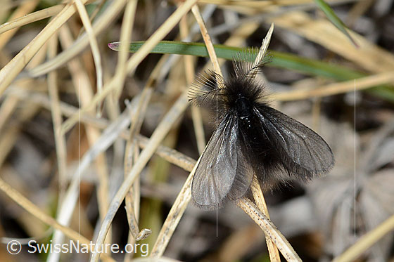 Fächerfühler-Sackträger (Ptilocephala plumifera)