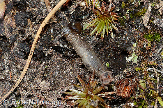 Photo: Probably caterpillar of Hesperia comma.