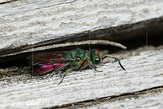 Chrysura hirsuta (Goldwespe, nähere Umgebung)