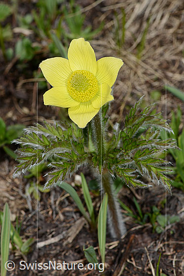 Foto: Schwefel-Anemone (Pulsatilla alpina ssp. apiifolia). Ganze Pflanze (Habitus).