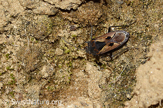 Photo: Rhyparochromus pini. Length 8mm. View from above.