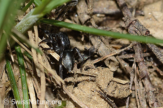 Foto: Wahrscheinlich Gebänderte Bodenspringspinne (Phlegra fasciata). Männchen. Körperlänge: 5-6mm. Ansicht von hinten.