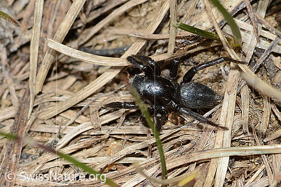 Foto: Wahrscheinlich Gebänderte Bodenspringspinne (Phlegra fasciata). Männchen. Körperlänge: 5-6mm. Ansicht von oben.