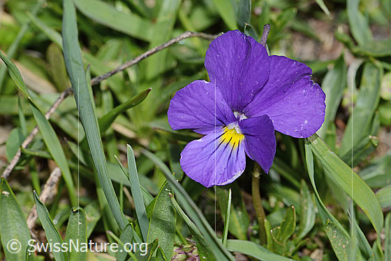 Photo: Viola calcarata. Blossom. View from the front.