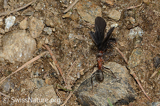 Foto: Wahrscheinlich Starkbeborstete Gebirgswaldameise (Formica lugubris) und Schmetterling. Länge 9mm. Ansicht von oben
