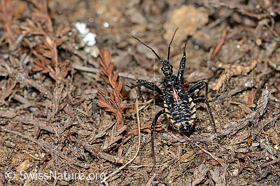 Foto: Wahrscheinlich Mediterrane Mordwanze (Rhynocoris erythropus). Länge 8mm. Larve. Ansicht von hinten oben.