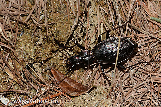 Foto: Schluchtwald-Laufkäfer (Carabus irregularis). Länge 19 - 30mm. Ansicht von oben.