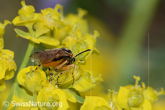 Foto: Wahrscheinlich Athalia circularis (Echte Blattwespe) auf Zypressen-Wolfsmilch (Euphorbia cyparissias). Länge 9mm. Ansicht von schräg hinten.