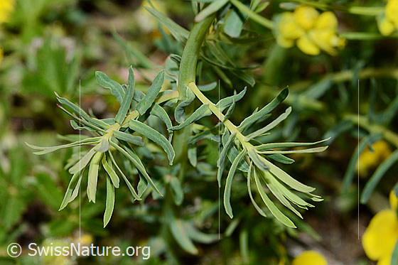 Photo: Euphorbia cyparissias. Leaves.