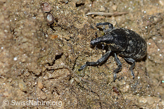 Photo: Probably Larinus brevis. Length 12mm. View diagonally from the front.