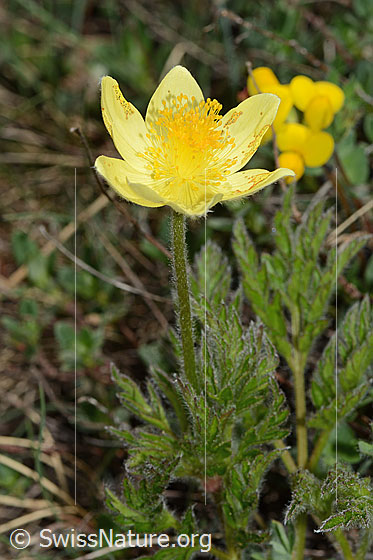 Foto: Schwefel-Anemone (Pulsatilla alpina ssp. apiifolia). Ganze Pflanze (Habitus).