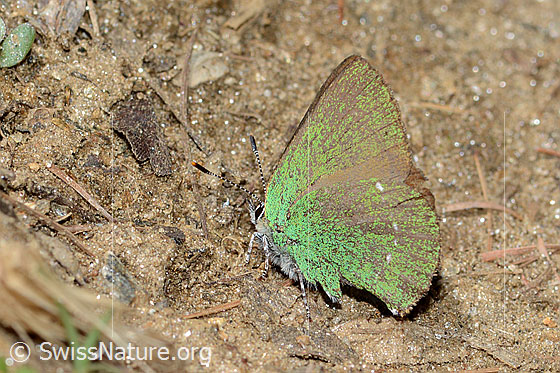 Photo: Callophrys rubi. Wings closed. View from the side.