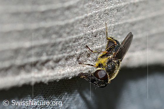 Photo: Probably Cheilosia caerulescens. Length 9mm. Female. View diagonally from the front. 