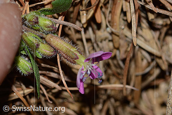 Foto: Rotes Seifenkraut (Saponaria ocymoides). Kelch und Blüte.