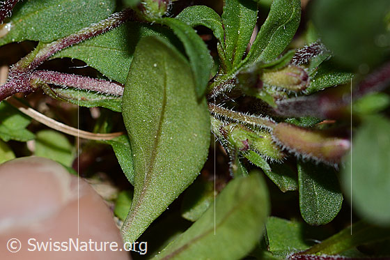 Foto: Rotes Seifenkraut (Saponaria ocymoides). Blattunterseite und Stängel.