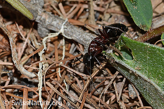 Foto: Braunschwarze Rossameise (Camponotus ligniperda). Länge 13mm. Ansicht von schräg vorne.
