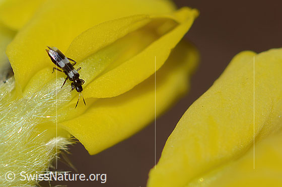 Photo: Aeolothrips ericae (Thrips) on Anthyllis vulneraria ssp. Alpestris. Length 2mm. Female. View from diagonally above.