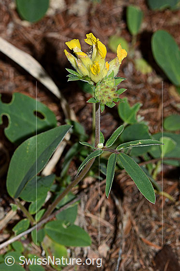 Photo: Anthyllis vulneraria ssp. Alpestris. Whole plant (habiti).