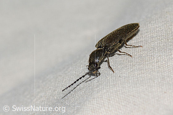 Foto: Schwarzer Zwerg-Schnellkäfer (Limonius minutus). Länge 9mm. Ansicht von schräg vorne.