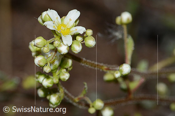 Photo: Saxifraga paniculata. Blossoms.