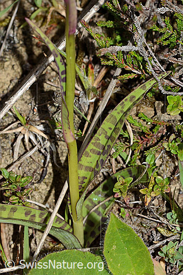Photo: Dactylorhiza fuchsii. Stem and leaves.