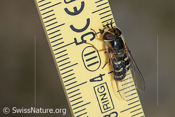 Photo: Scaeva selenitica. Length 13mm. Female. View from diagonally above.