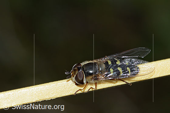 Photo: Scaeva selenitica. Length 13mm. Female. View from the side above.