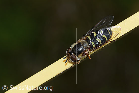 Photo: Scaeva selenitica. Length 13mm. Female. View from above.