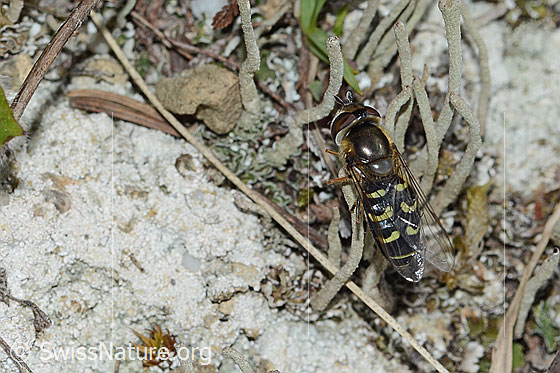 Photo: Scaeva selenitica. Length 13mm. Female. View from behind top.