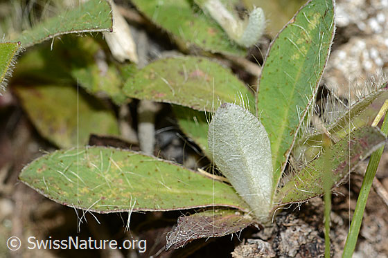 Foto: Wahrscheinlich Langhaariges Habichtskraut (Hieracium pilosella). Blattunterseite.