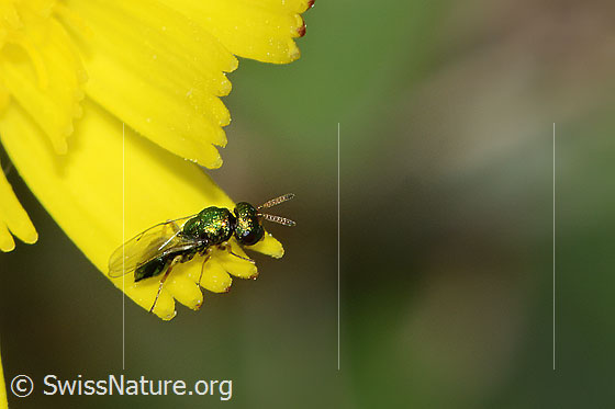 Foto: Erzwespe aus der Familie Pteromalidae auf Blume. Länge 3mm. Ansicht von schräg oben.