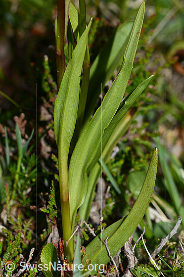 Foto: Wahrscheinlich Langspornige Handwurz (Gymnadenia conopsea). Stängel und Blätter.