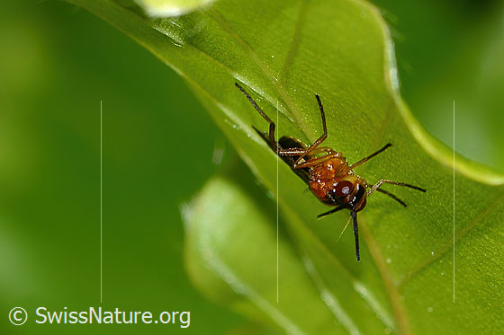 Photo: Loxocera aristata. Length 6mm. On the underside of a leaf. View from diagonally in front.