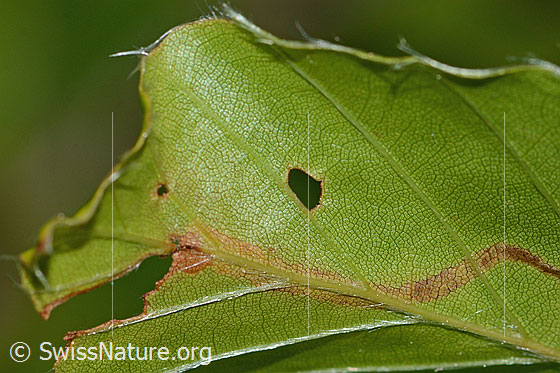 Mine des Buchenspringrüssler (Orchestes fagi) in Blatt einer Rotbuche (Fagus sylvatica)