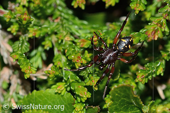 Photo: Probably Asagena phalerata. Body length: 4-5mm. View from above.